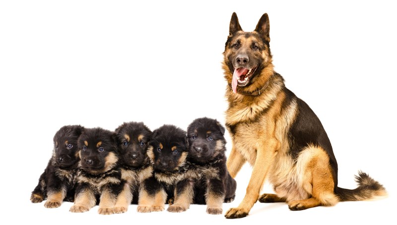 Sitting German Shepherd