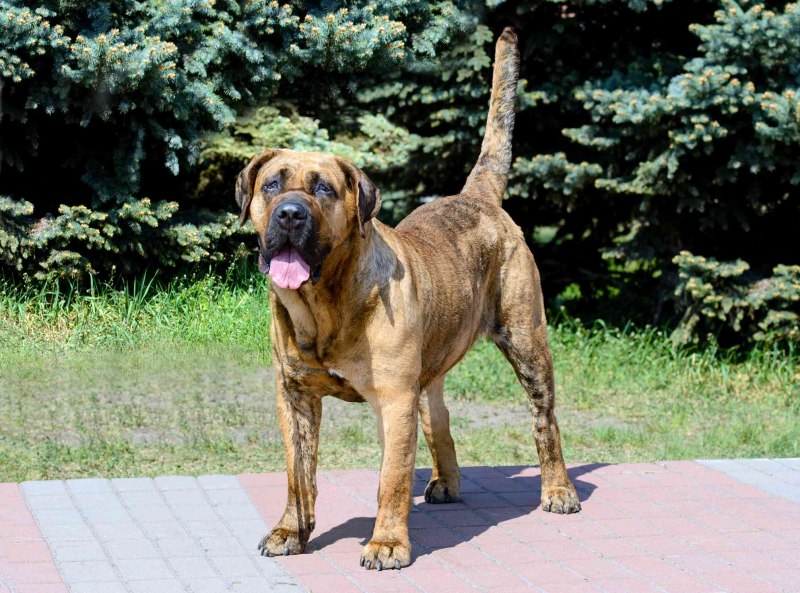 Кане Корсо зорро