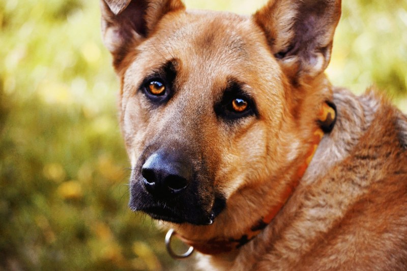 Собака с добрыми глазами