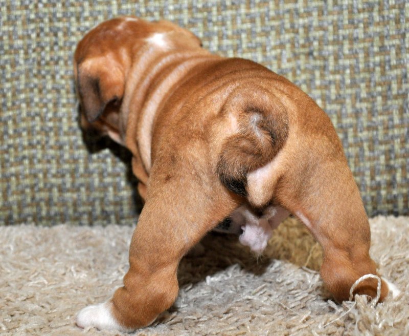 What are the Prices for French Bulldog Puppies?