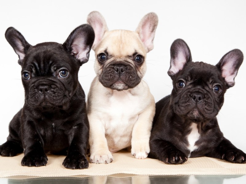 French Bulldog Russian National Club Dog show
