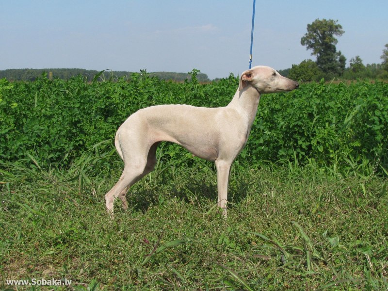 Italian Greyhound порода собак