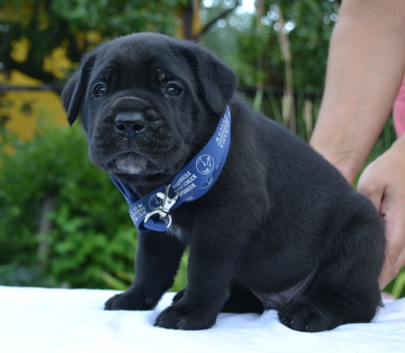 Grey Cane Corso with Blue Eyes