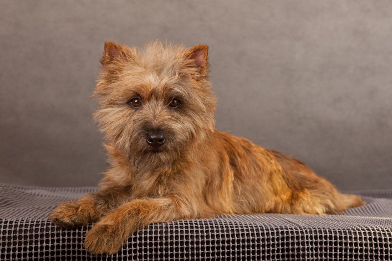 Cairn Terrier Керн терьер стрижки