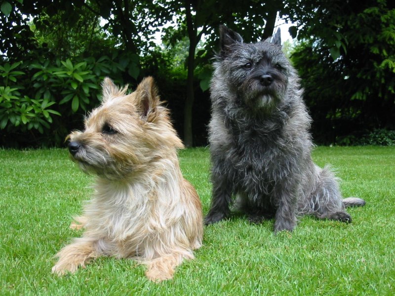 Historic Scotland and Breed Scottie