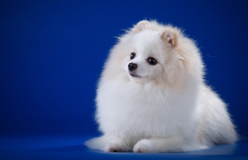Королевский шпиц белый