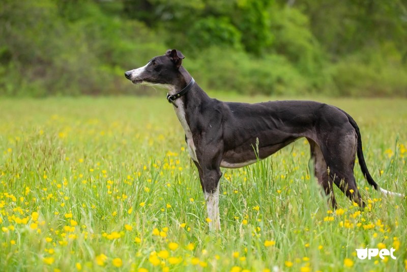 Борзая Greyhound