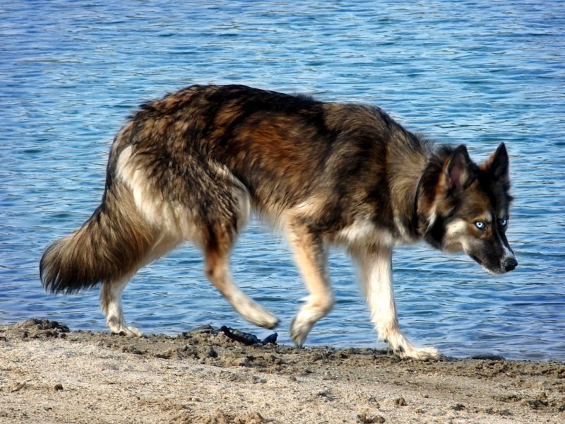 Лайка агути