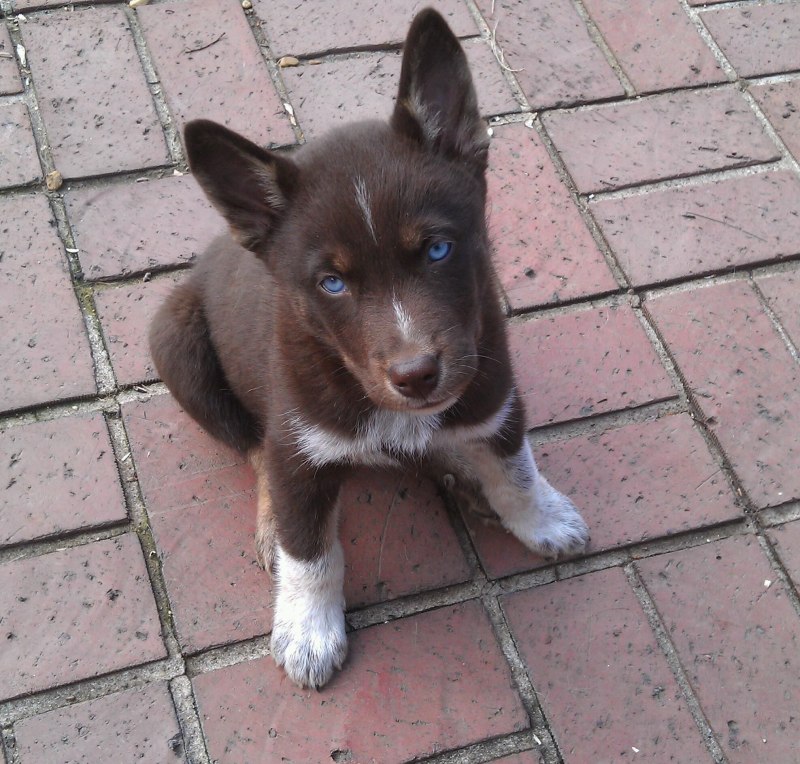 Swede Mutt