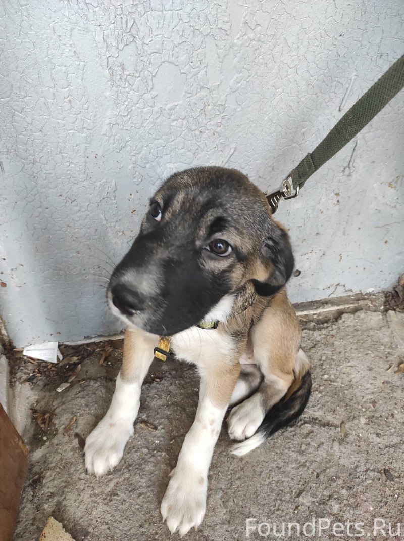 Щенок и взрослая собака