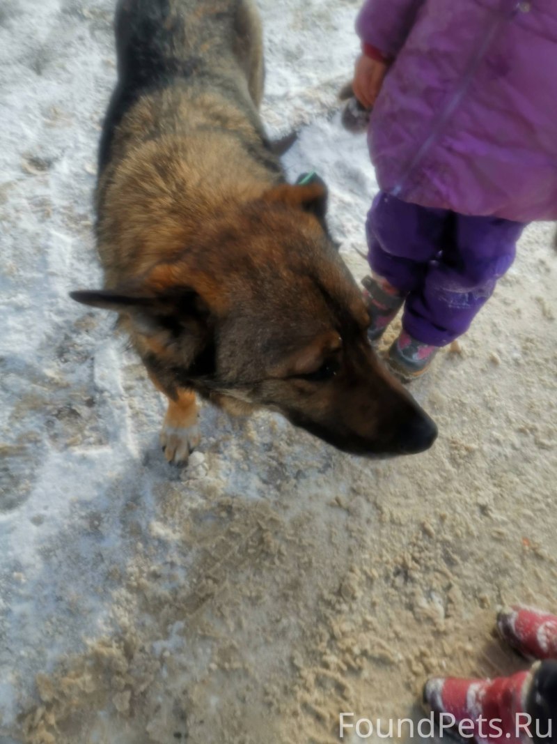 Доберман и лабрадор