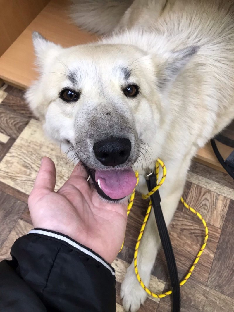 Доберман и бордер колли