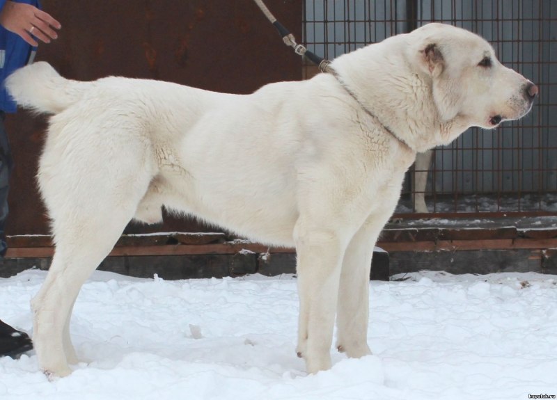 Кавказский алабай
