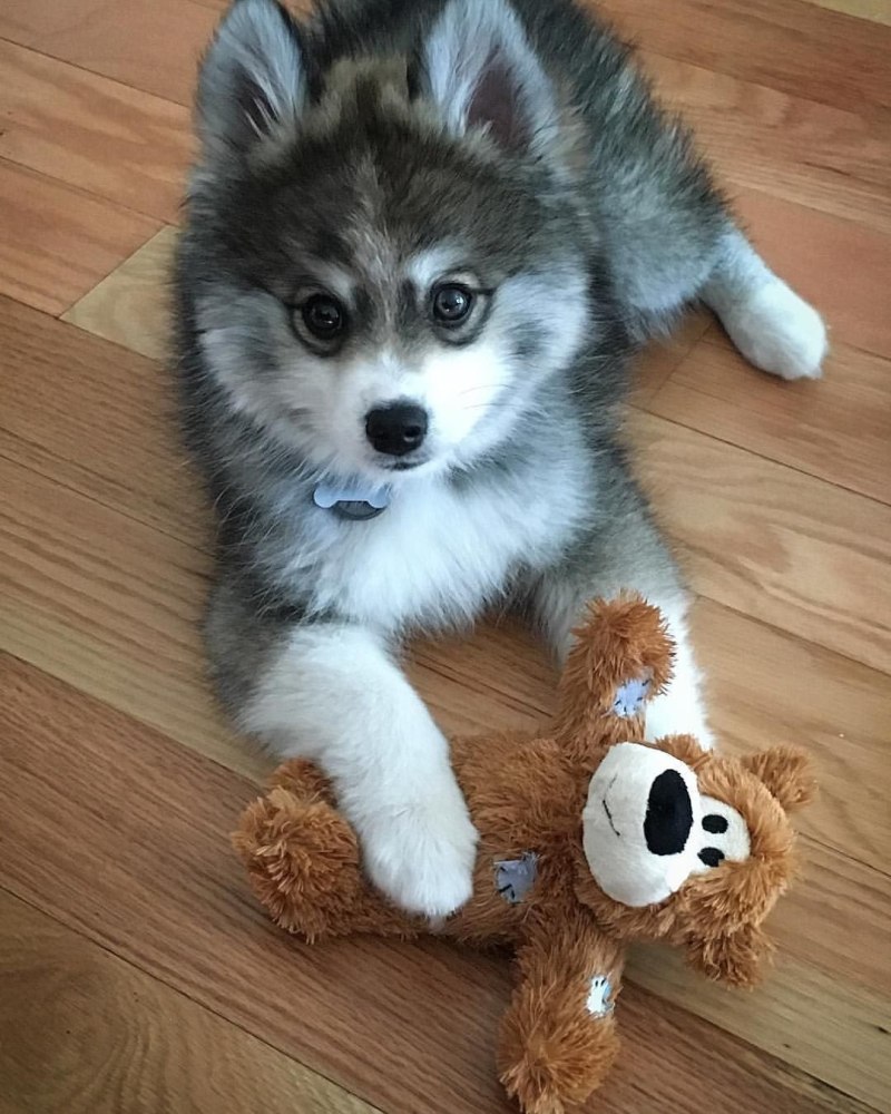 Мини хаски помски