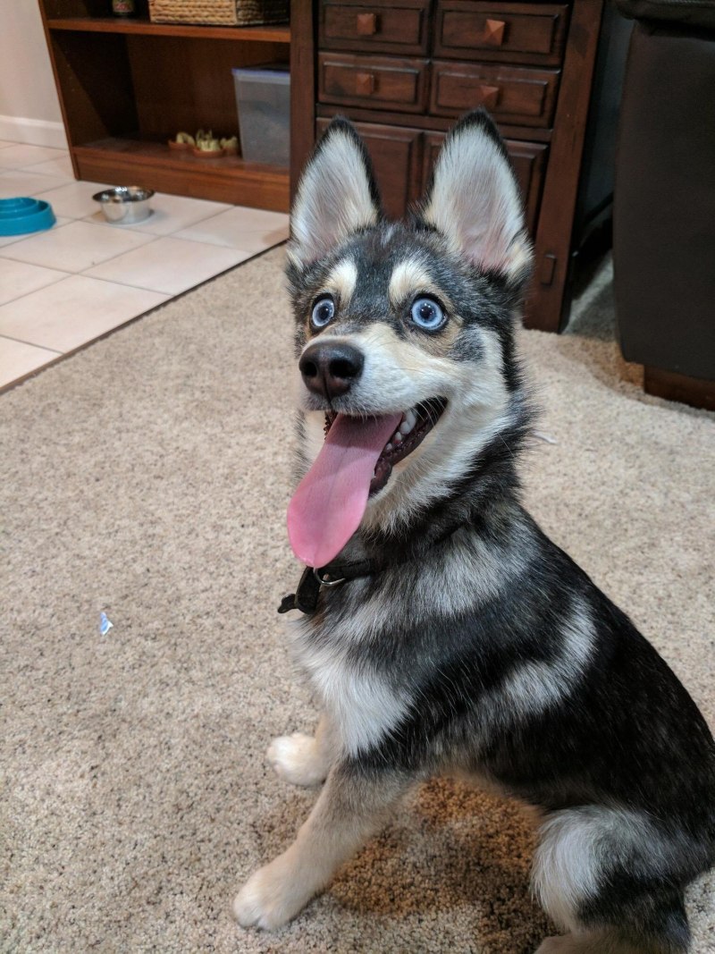 Метис хаски и шпица