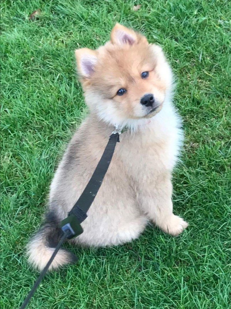 Помски собака взрослая