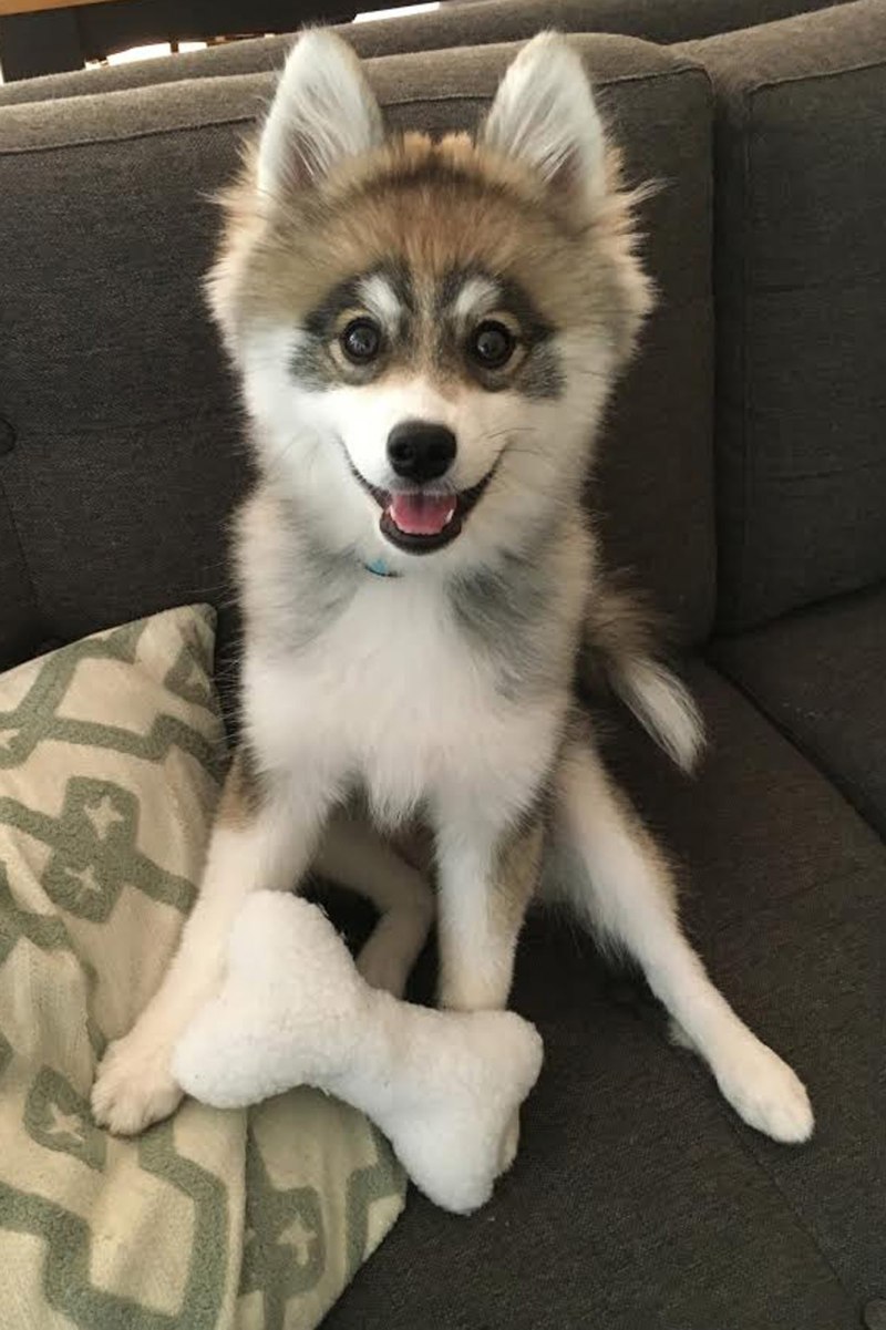 Помски Норман