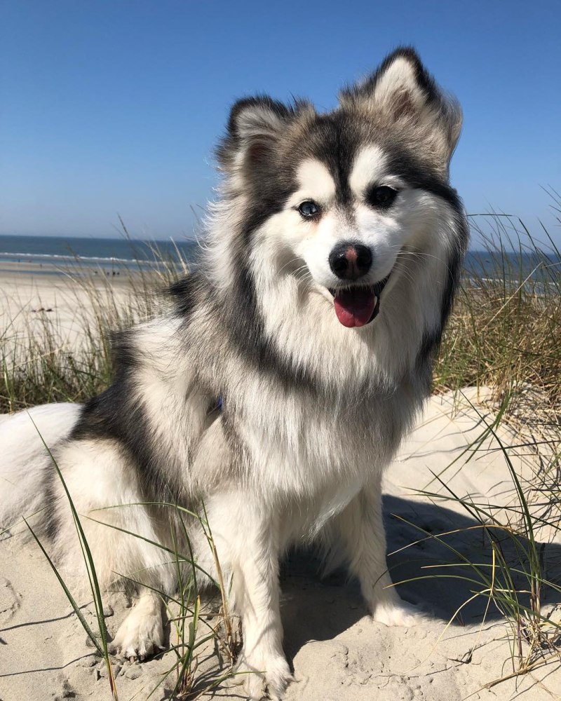 Помски порода