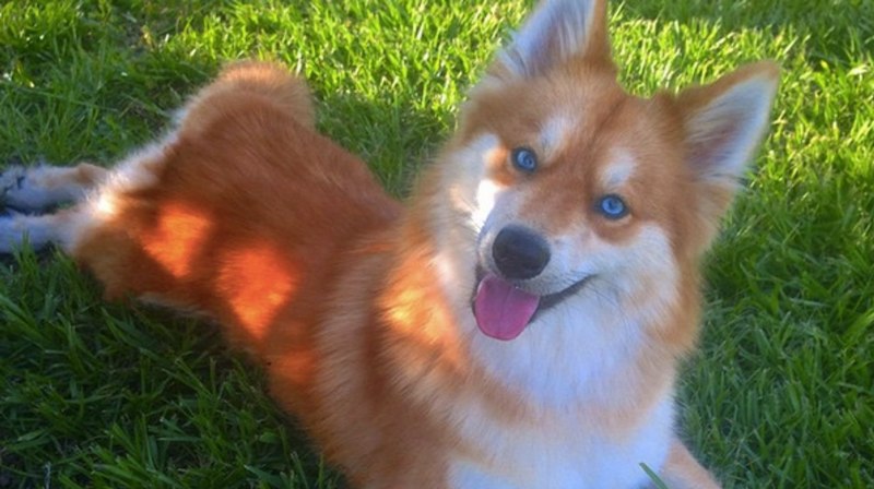 Лисья помски