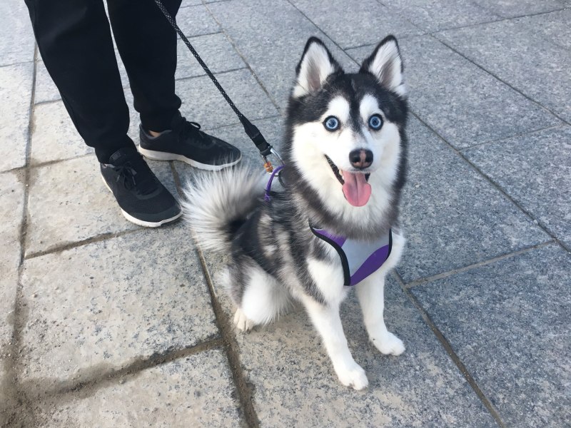 Помски порода