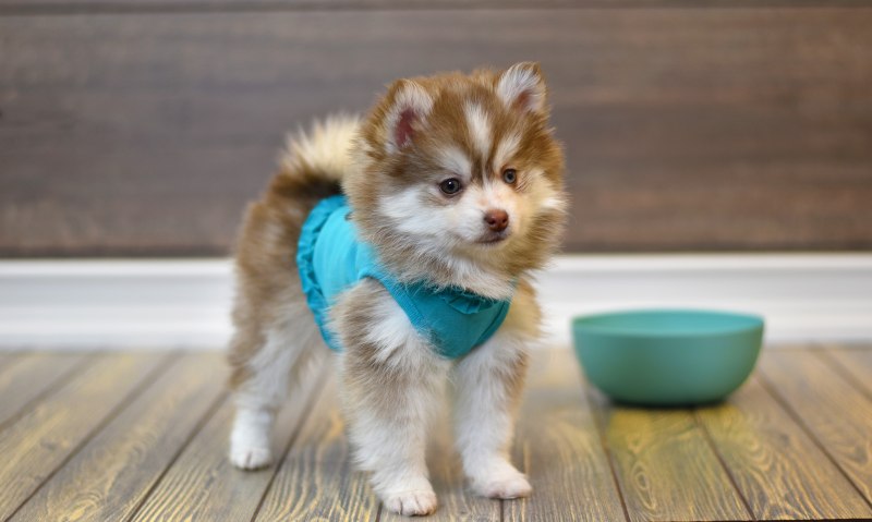 Смесь мини маленького шпица и хаски