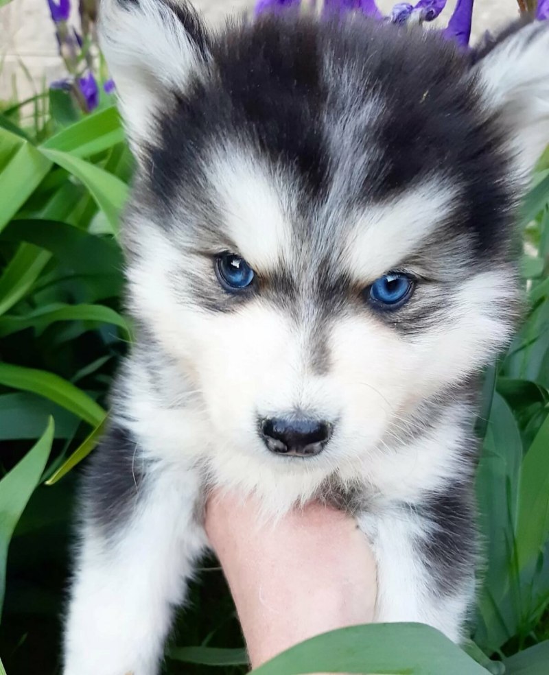 Помский хаски