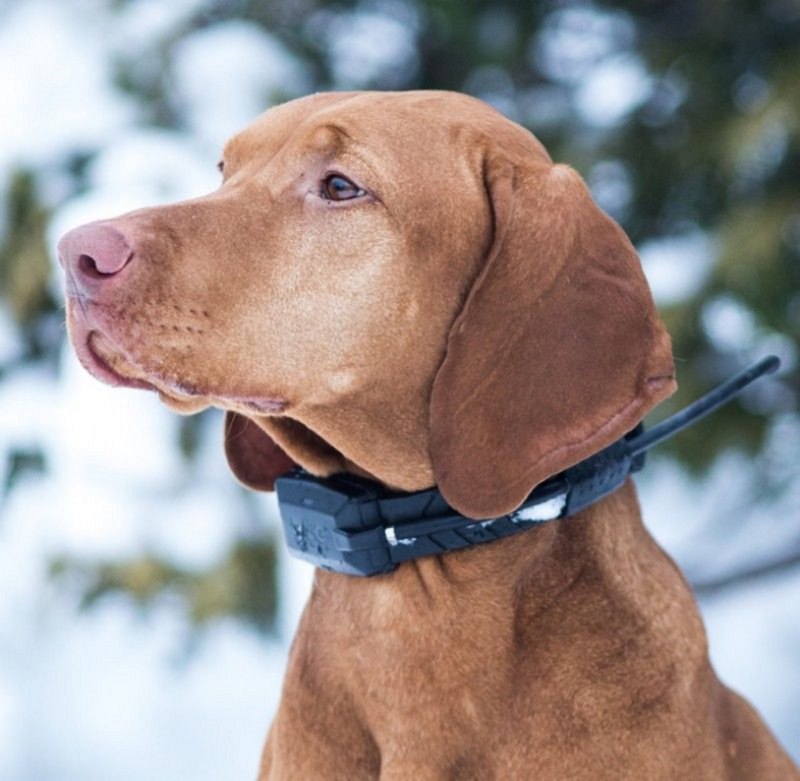 DOGTRACE Dog GPS x20