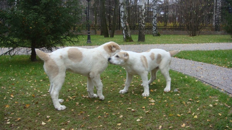 Чабанская собака азиатских