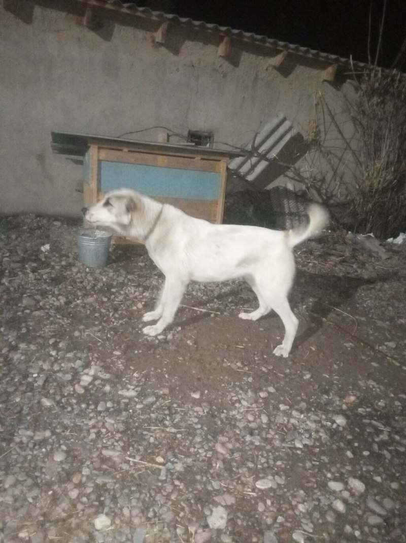 Щенки САО внуки оржу ь тобой Нурдан