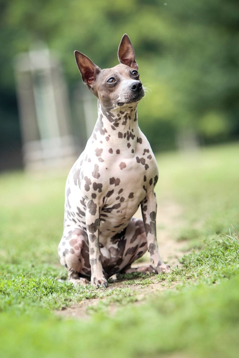 American hairless Terrier History