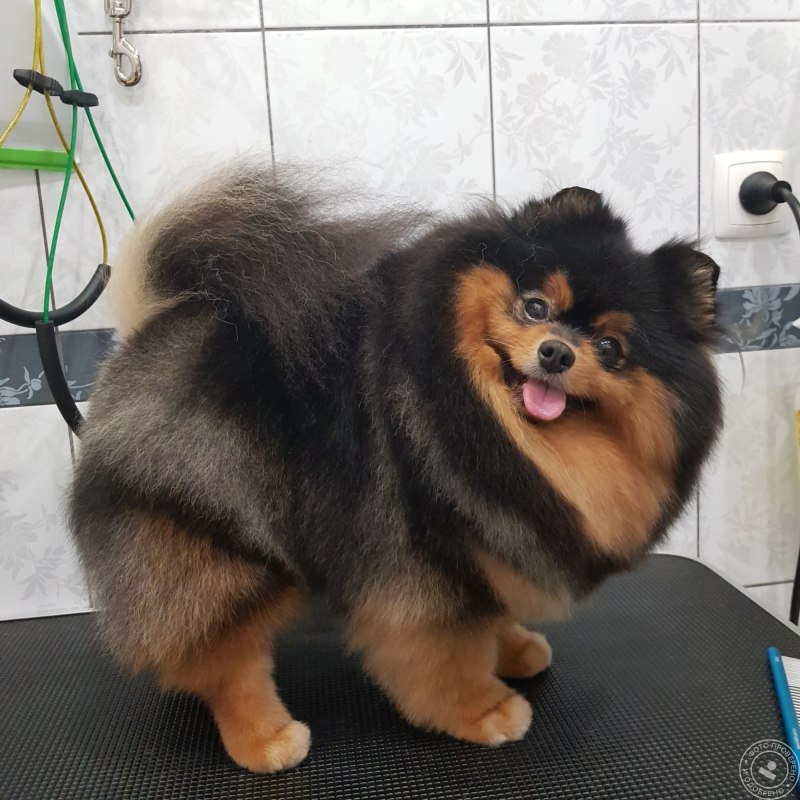 Шпиц Короткомордый