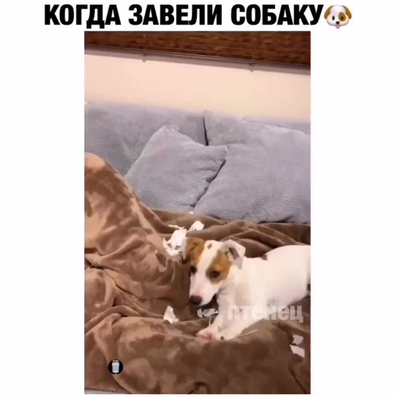 Кошечки собачки Максик