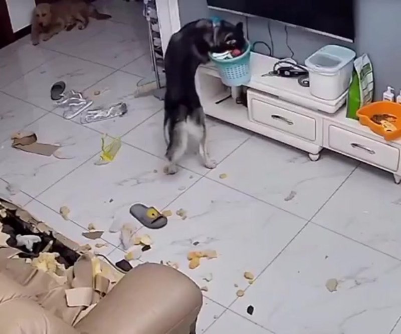 Причины не заводить собаку