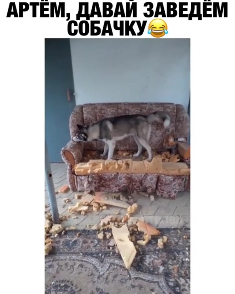 Собака друг человека