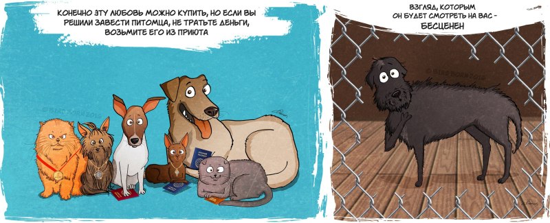 Прикольные кошки и собаки