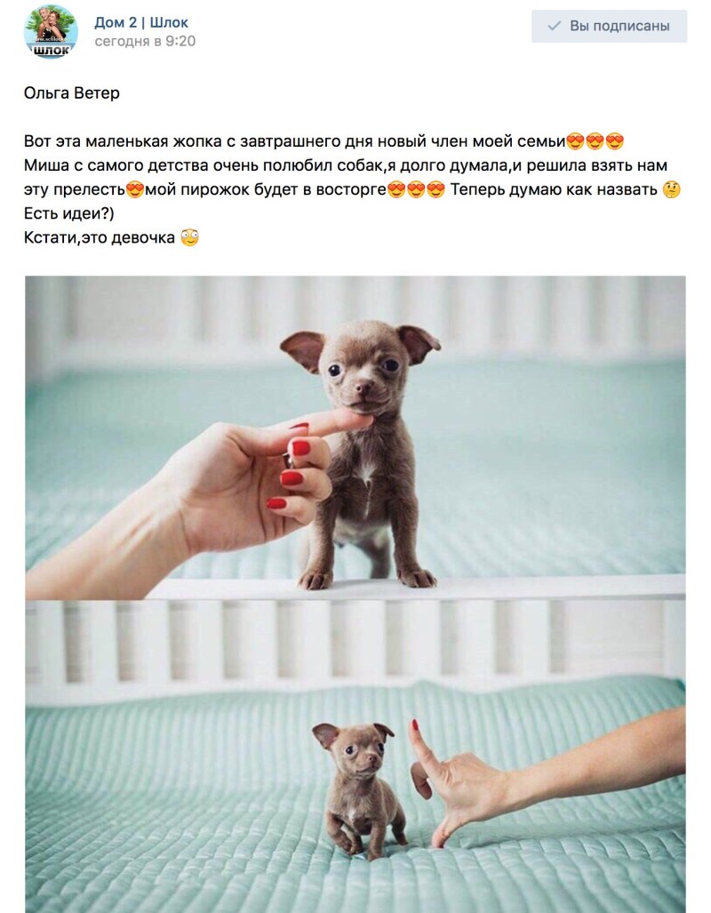 Хаски разносит дом