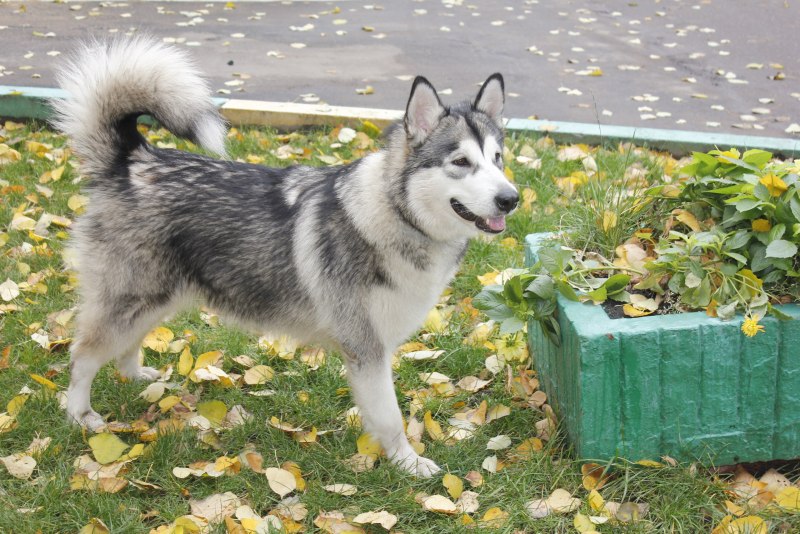 Аляскинский маламут и хаски