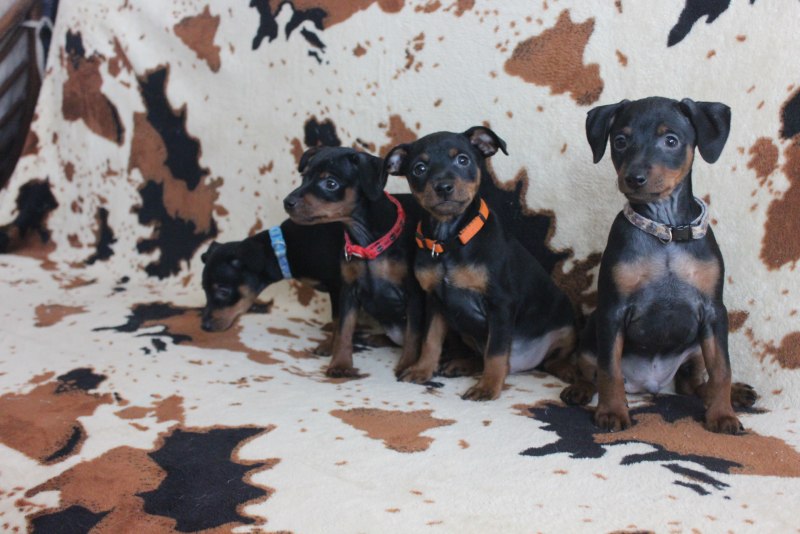 Doberman Baby