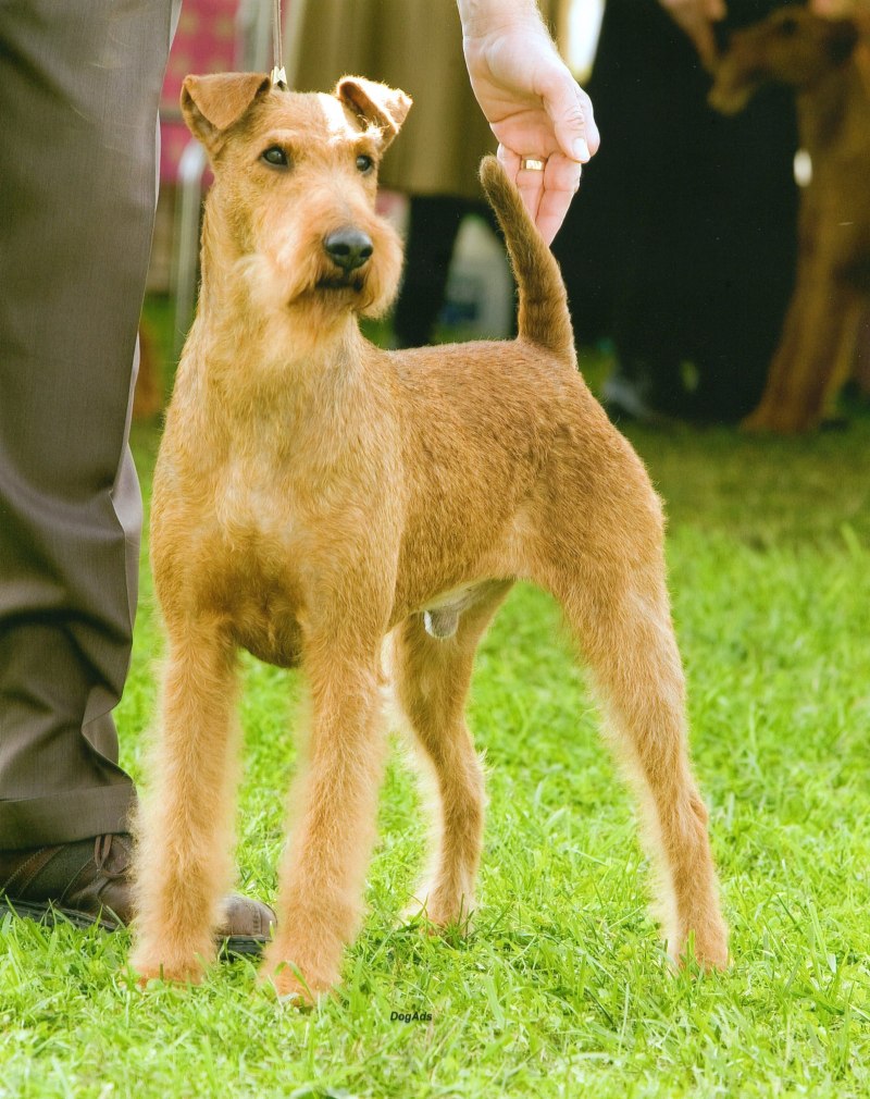 Ирландский терьер Irish Terrier