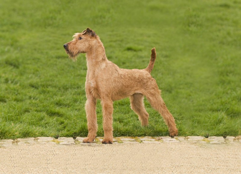 Ирландский терьер Irish Terrier