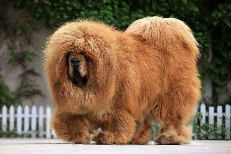 Собака тибетский мастиф
