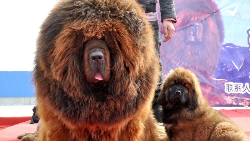 Тибетский мастиф за 2 миллиона долларов