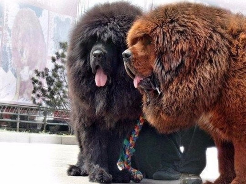 Собака тибетский мастиф