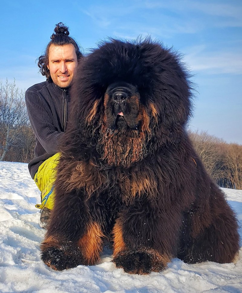 Тибетский мастиф Хонг Донг