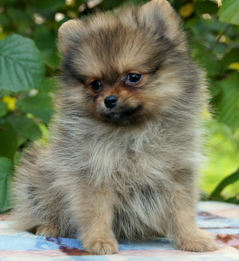 Немецкий шпиц оранж