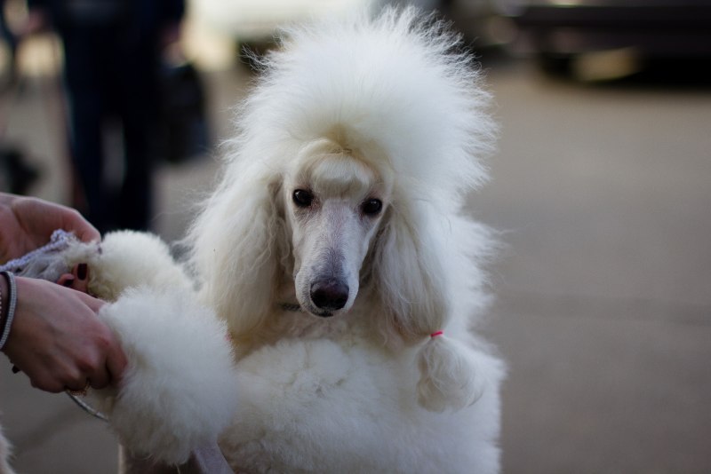 Королевский пудель