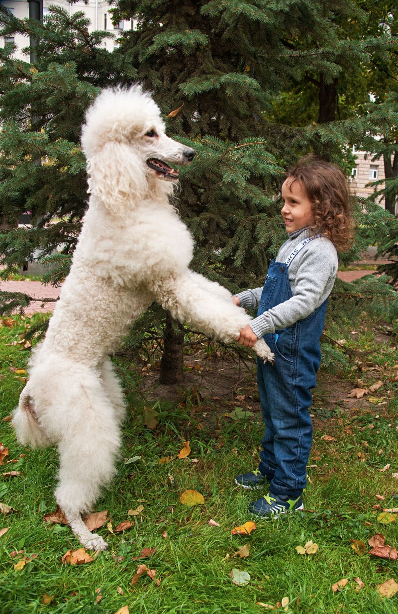 Gigantic fluffy Poodle Dogs