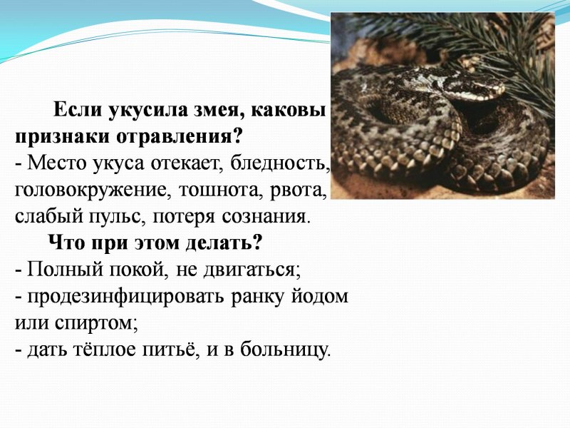 Признаки при укусе змеи