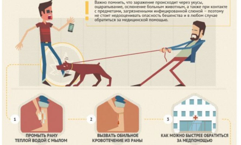 Симптомы пироплазмоза симптомы у собак
