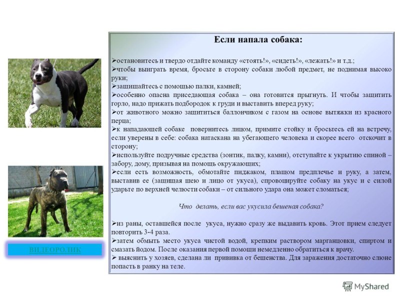 Бешенство таблица симптомов